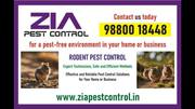 Rodent Control | Pest control service price Rs. 1200/- | Paying guest