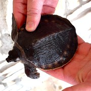 Pig-nosed turtles or Fly river turtles for sale