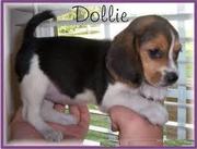 Beagle puppy for adoption